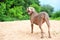 Purebred weimaraner playing outside. Multicolored outdoors image