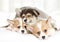 Purebred Welsh Corgi Pembroke puppy with his toy Teddy bear