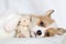 Purebred Welsh Corgi Pembroke puppy with his toy Teddy bear