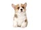 Purebred Welsh Corgi puppy isolated on white background