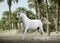 Purebred white arabian horse running in desert