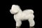 Purebred white Bichon Frise Dog Standing, Looking up isolated Black