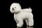 Purebred white Bichon Frise Dog Standing, Looking up isolated Black
