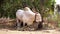 A purebred white Indian bull with long horns