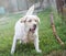 Purebred white labrador and flying stick