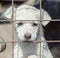 Purebred white puppy in a  cage