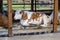 Purebred white red cow is resting in an open aviary. Agricultural Exhibition. Modern farming