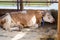 Purebred white red cow is resting in an open aviary. Agricultural Exhibition. Modern farming