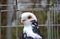 Purebred white-rock dove in a cage, close-up