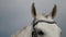 purebred white stallion, closeup of muzzle, beautiful bride is sitting on horseback