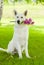 Purebred White Swiss Shepherd with a flower in its mouth