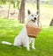 Purebred White Swiss Shepherd holding a basket in its mouth