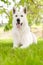 Purebred White Swiss Shepherd lying on the grass