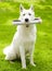 Purebred White Swiss Shepherd with newspaper