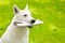 Purebred White Swiss Shepherd with newspaper on green grass