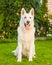 Purebred White Swiss Shepherd sitting in front view on the grass