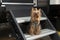 Purebred Yorkie on steps at an RV campsite