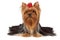 Purebred Yorkshire Terrier