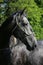 Purebred young lipizzan horse standing at rural horse farm