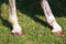 Purebred young racehorse showing horseshoes during training