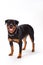 Purebred young rottweiler, studio shot.