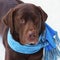 Purebreed adorable  brown labrador retriever dog wearing blue scarf