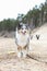 Purebreed shetland sheepdog puppy standing in sand with trees in the background and yellow frisbee