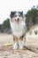 Purebreed shetland sheepdog puppy standing in sand with trees in the background and yellow frisbee