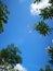 Purely blue sky with green tree and red flower