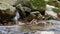 Purest mountain creek in the forest. Stream of water moves between the stones covered with moss. Small river with rocks