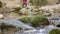 Purest mountain creek in the forest. Stream of water moves between the stones covered with moss. Small river with rocks