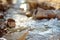 Purest transparent water in a mountain river flowing among the stones. Details of a sunny day in the mountains