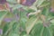 Purging Croton or Croton tiglium Linn with green leaves