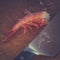 Purified boiled shrimp and a kitchen knife lie on a cutting board. Toned image