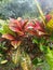 Puring codiaeum variegatum is an ornamental garden plant with leaves that vary in shape and color