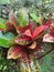 Puring codiaeum variegatum is an ornamental garden plant with leaves that vary in shape and color