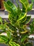 Puring/ Codiaeum variegatum Plant in the Garden