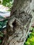 Puriri moth, tree photography