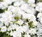 Purity Candytuft. White Tiny Flowers