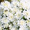 Purity Candytuft. White Tiny Flowers Background