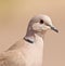 The purity of a Collared Dove