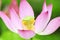 Purity color of lotus flower