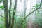 Purity nature. Peaceful tropical forest path in the mist. Hiking