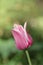 Purpe tulip Ballade edged with shades of creamy white