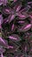 Purpel Flower, pants, garden, violet plant,
