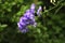 Purple aconitum flower in the botanical garden of Capelle aan den IJssel