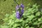 Purple aconitum flower in the botanical garden of Capelle aan den IJssel