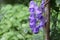 Purple aconitum flower in the botanical garden of Capelle aan den IJssel