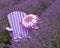Purple Adirondack chair with parasol in lavender field
