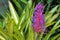 Purple of Aechmea fasciata flower with leaves